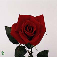 Розы Гранд Гала оптом в Санкт-Петербурге - цветы оптом СПб.
